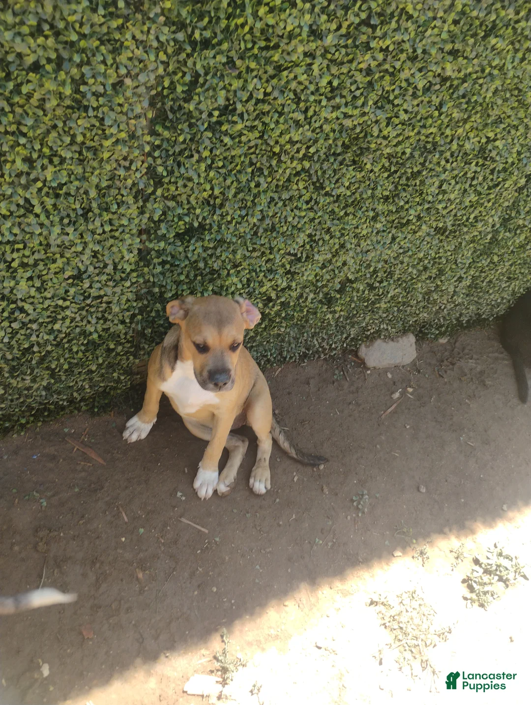 Mixed Breed dogs for sale: Mixed Breed 2 - Ad 1