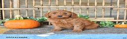 Mini Goldendoodle dogs for sale: Boaz - Ad 4