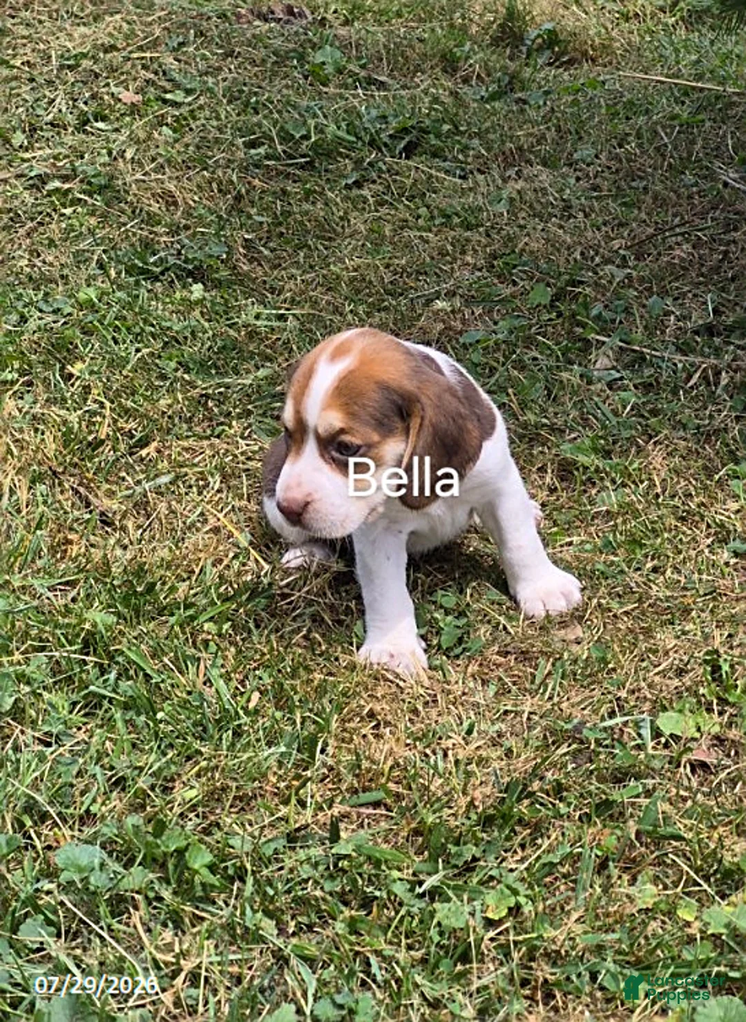 Beagle dogs for sale: Bella - Ad 1