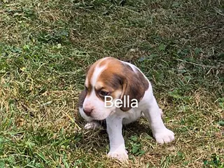 Beagle dogs Bella - Ad 24