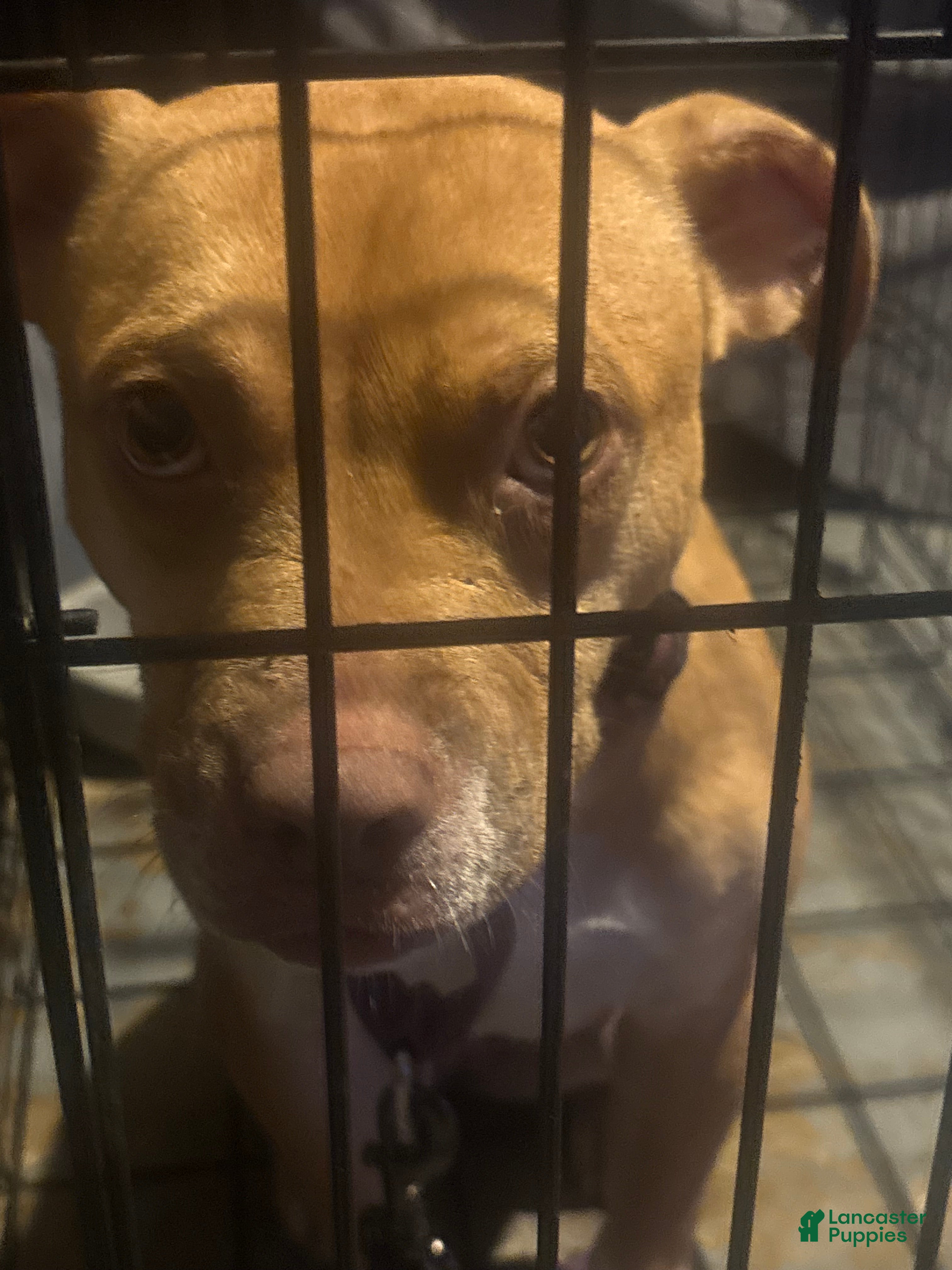 Mixed Breed dogs for sale: Mixed Breed 1 - Ad 30