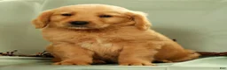 Golden Retriever dogs for sale: Jasper - Ad 6