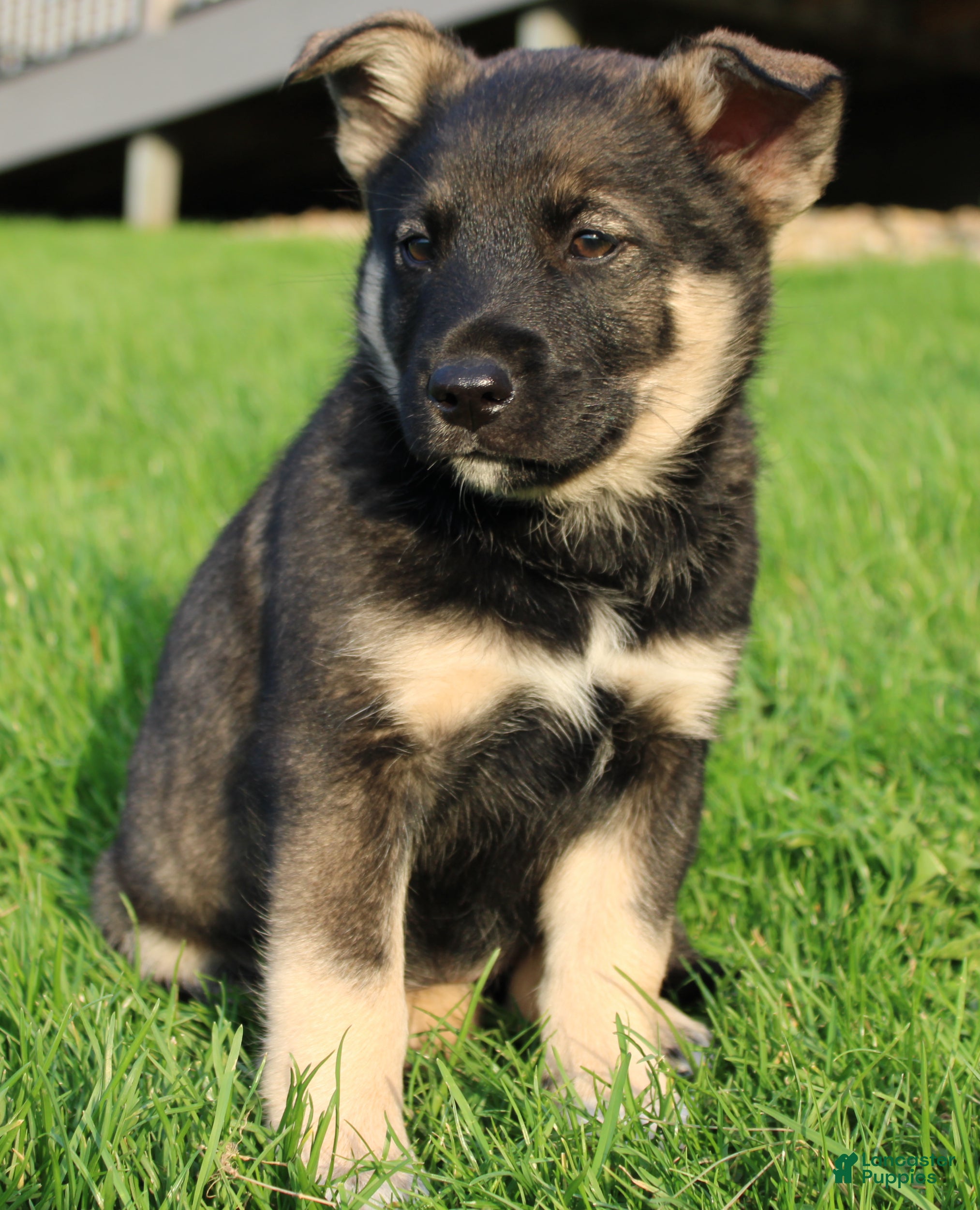 Mixed Breed dogs bella - Ad 1