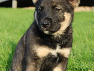 Mixed Breed dogs for sale: bella - Ad 3