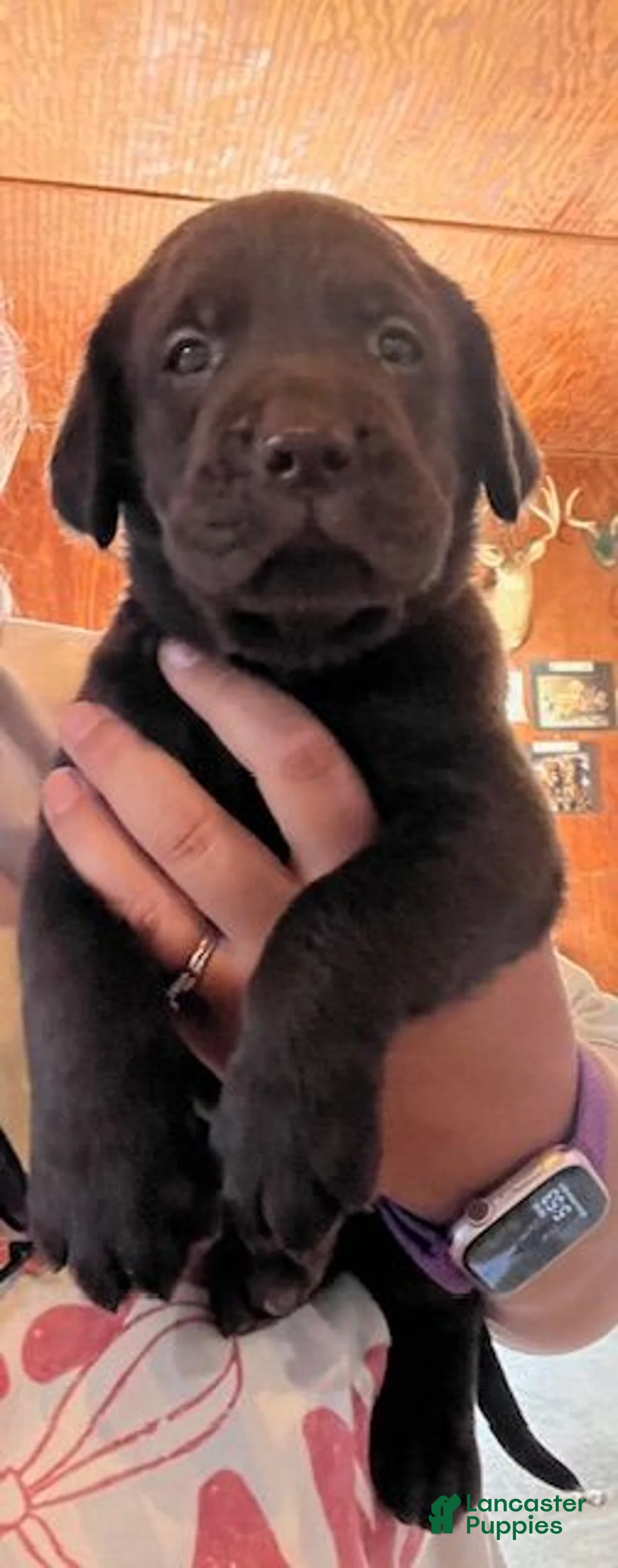 Labrador Retriever dogs for sale: Labrador Retriever  - Ad 1