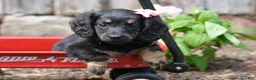Miniature Dachshund dogs for sale: Bella - Ad 11