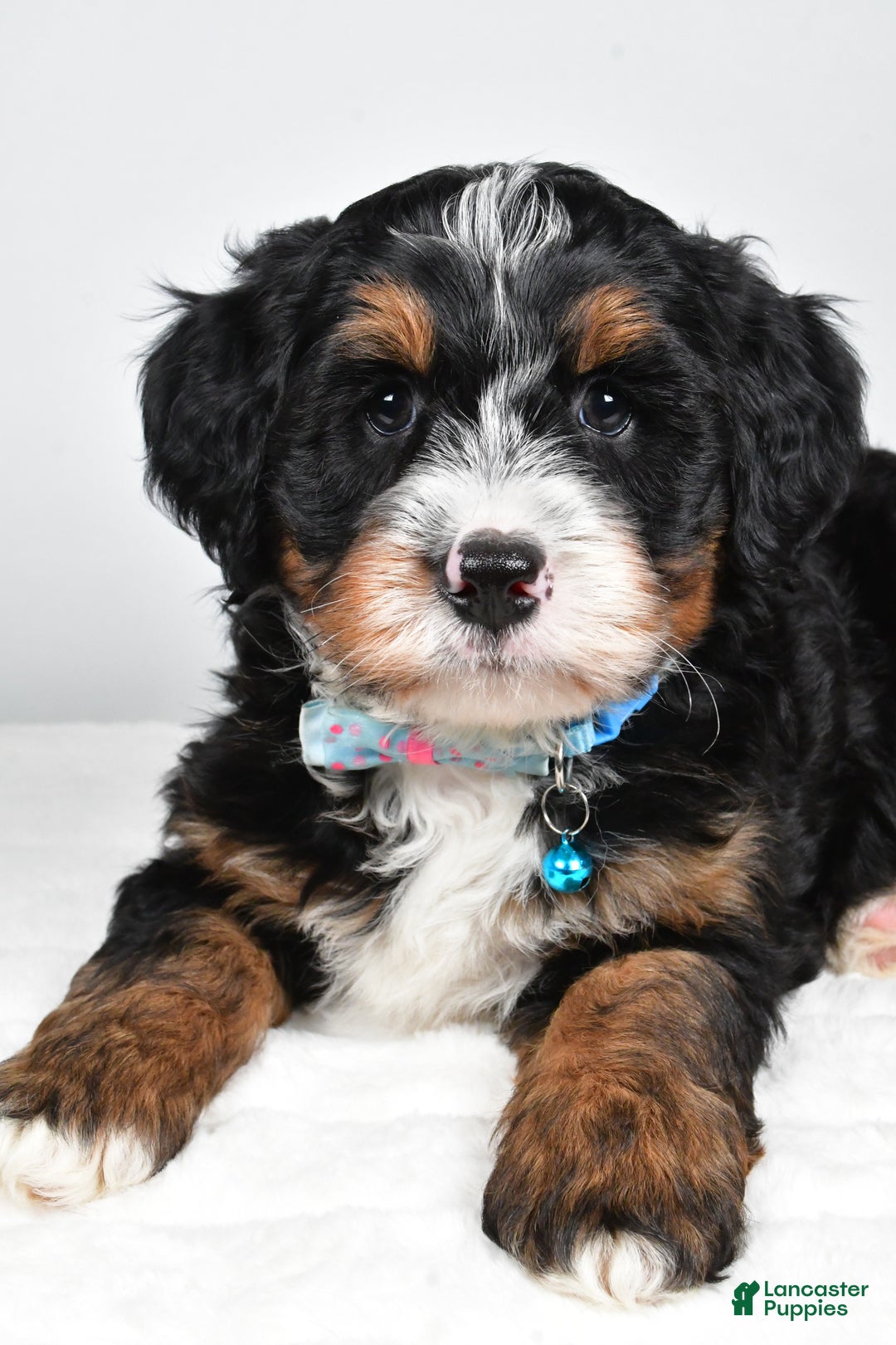 Mini Bernedoodle dogs for sale: Duke - Ad 4