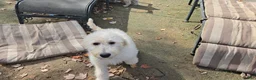 Labradoodle dogs for sale: TIA - Ad 3