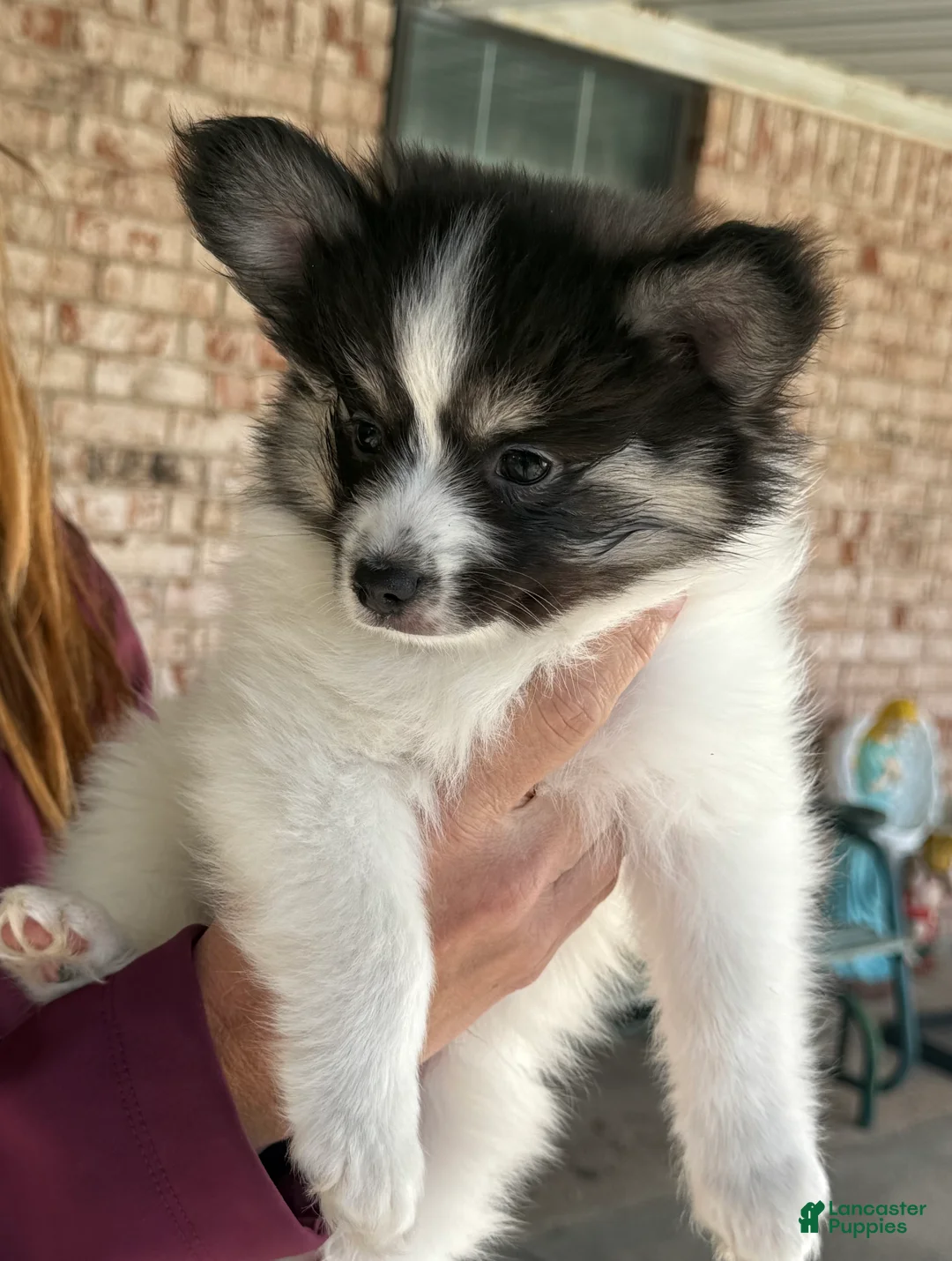 Mixed Breed dogs for sale: Mixed Breed Puppy 2 - Ad 7