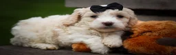 Cavachon dogs for sale: Houston🐾💙 - Ad 5