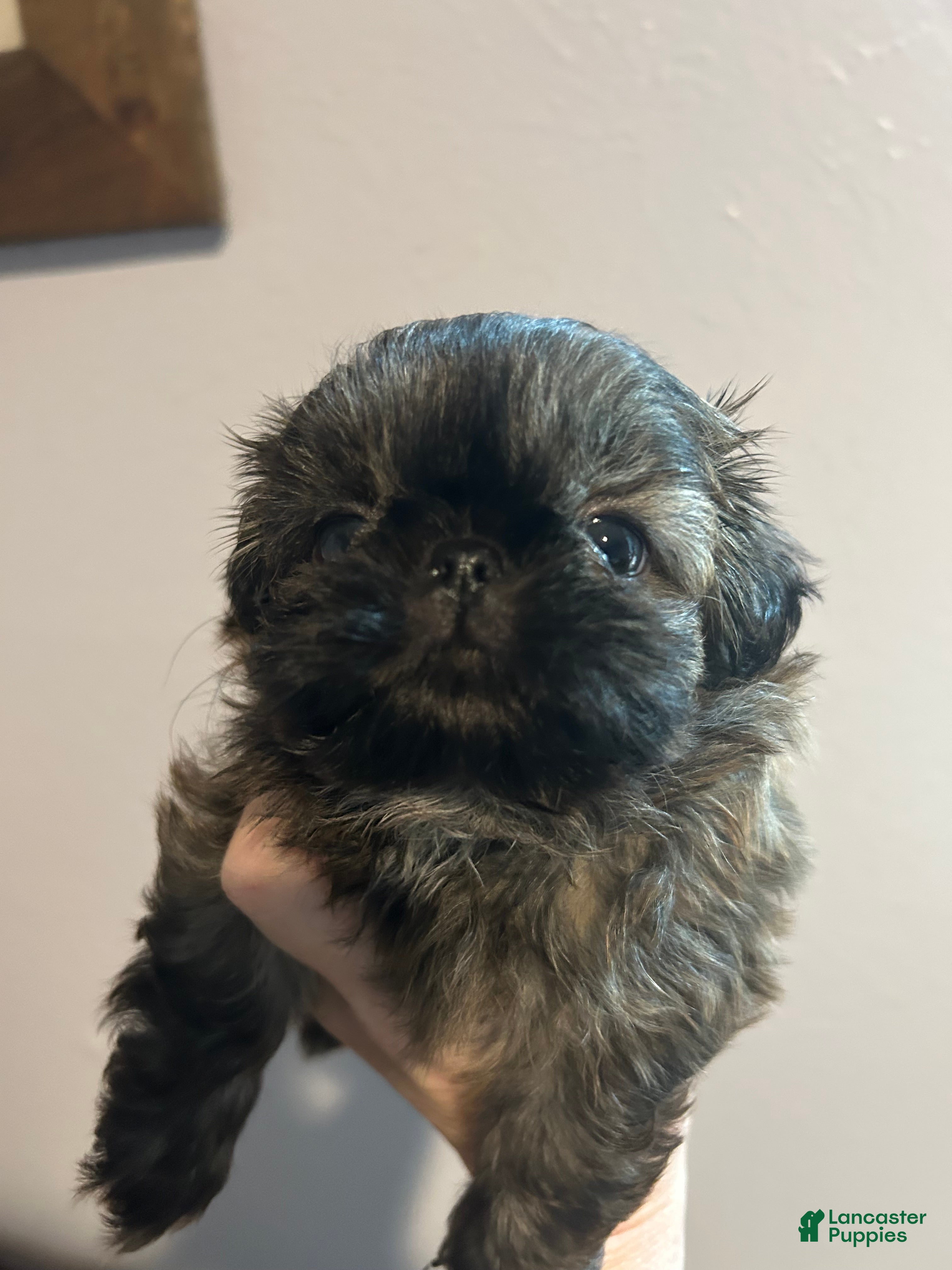 Shih Tzu dogs Bentley  - Ad 12