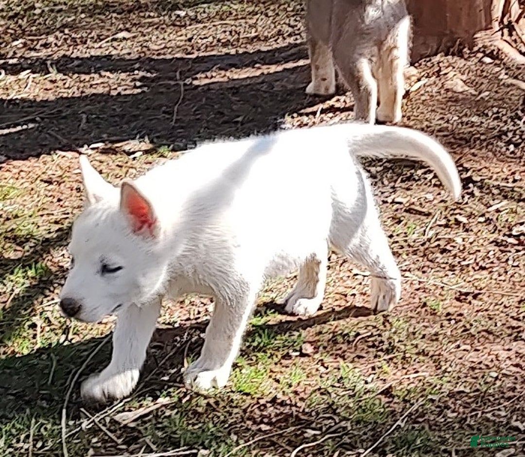 Siberian Husky dogs for sale: Siberian Husky Puppy 3 - Ad 3