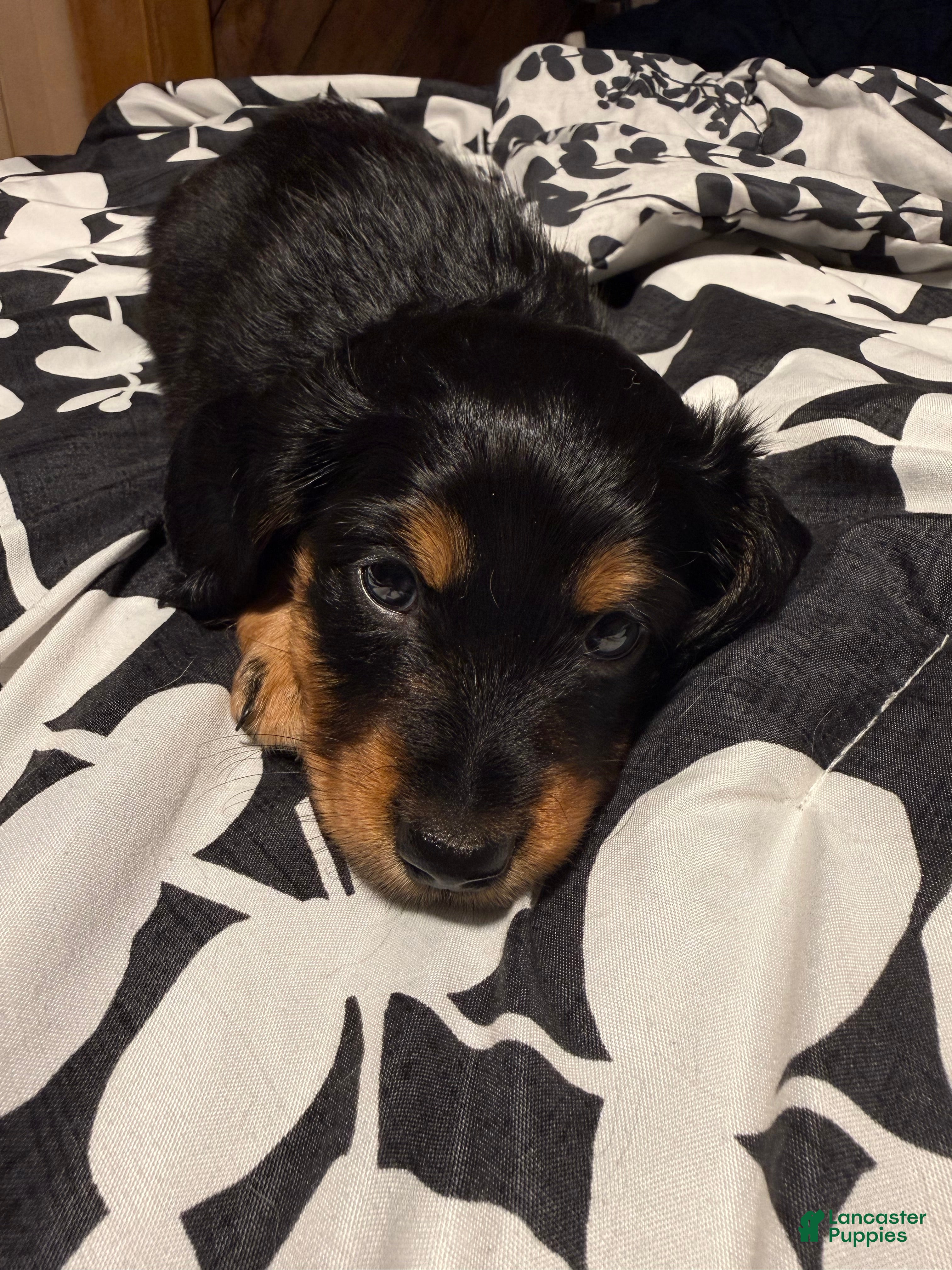 Miniature Dachshund dogs Cinnabon  - Ad 1