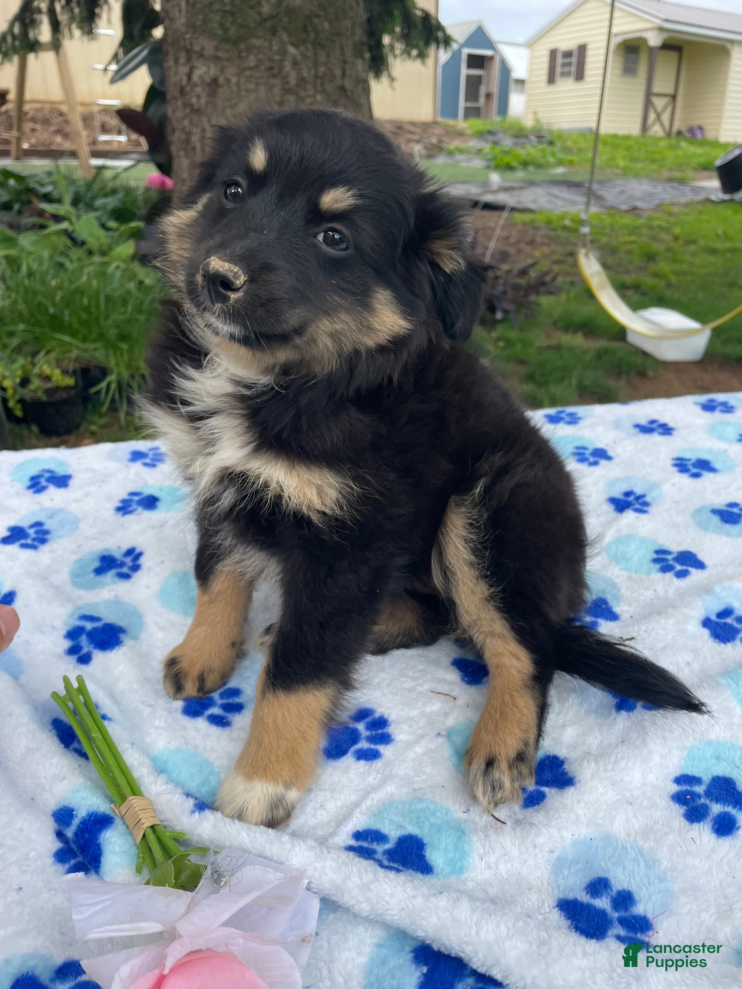 Toy Australian Shepherd dogs Jolie - Ad 5