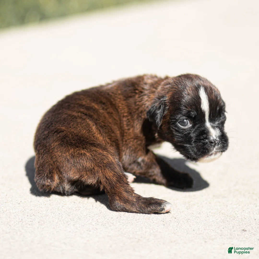 Boxer dogs for sale: Laney Boxer Puppy  - Ad 6