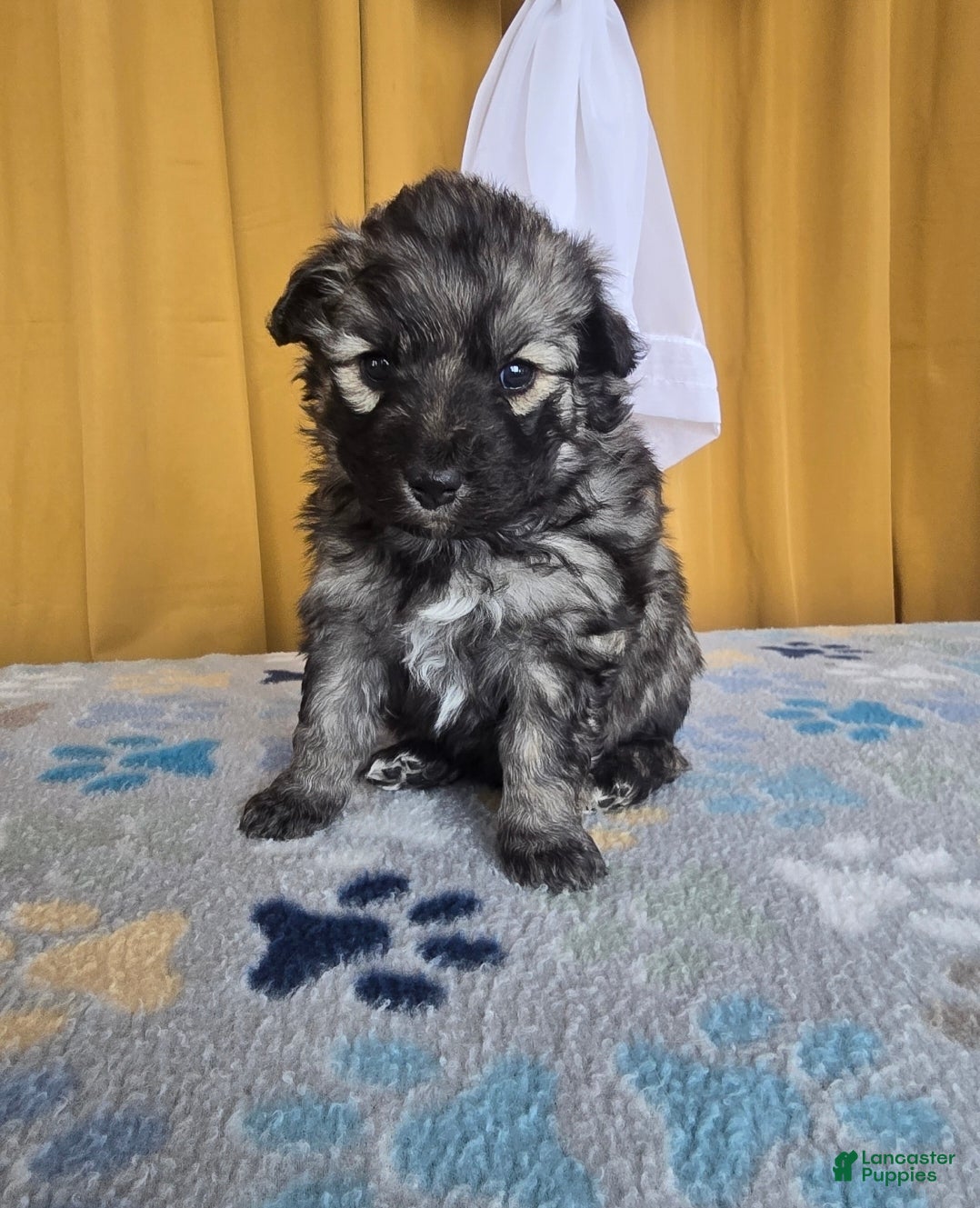 Mixed Breed dogs Eclipsa  - Ad 5