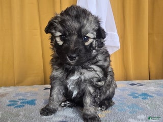 Mixed Breed dogs Eclipsa - Ad 5