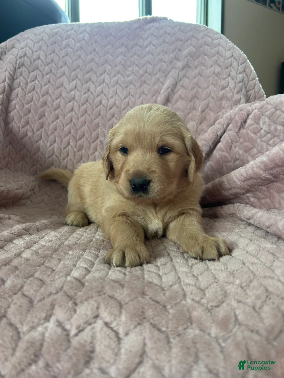 Golden Retriever dogs for sale: Frittler - Ad 3