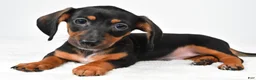 Miniature Dachshund dogs for sale: Frank - Ad 4