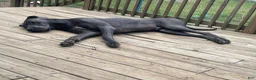 Great Dane dogs for sale: Chevy - Ad 8