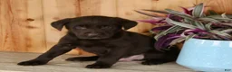 Labrador Retriever dogs for sale: Maxx - Ad 4