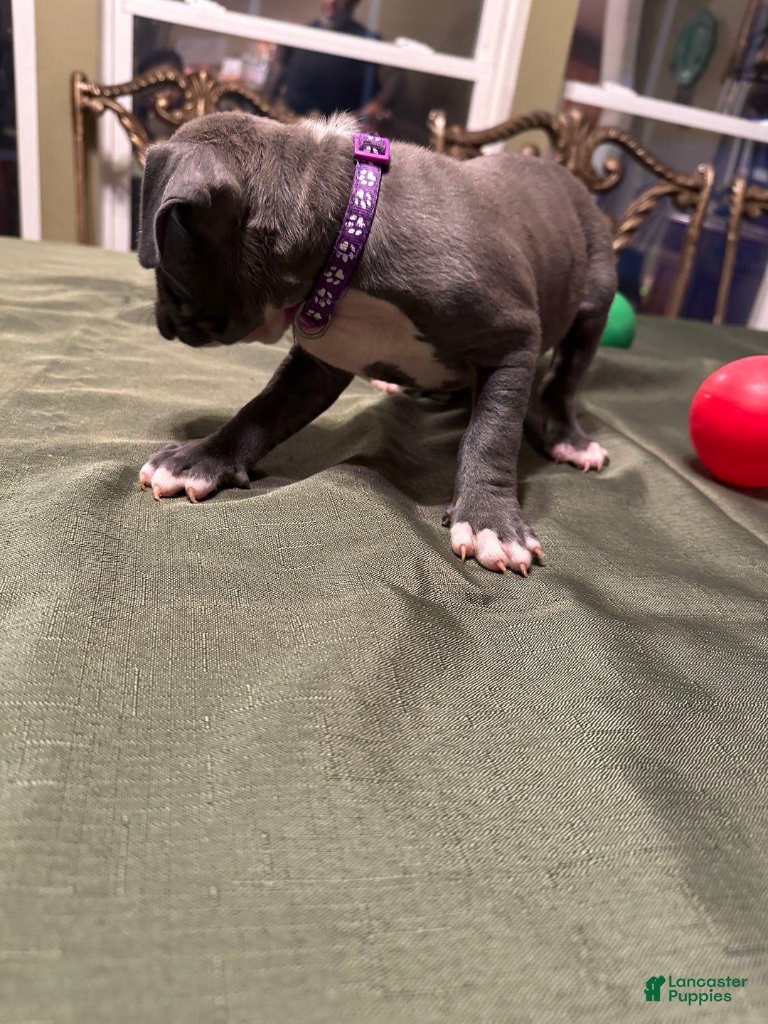 American Bully dogs for sale: Sadie (Purple) ABKC Blue - Ad 9