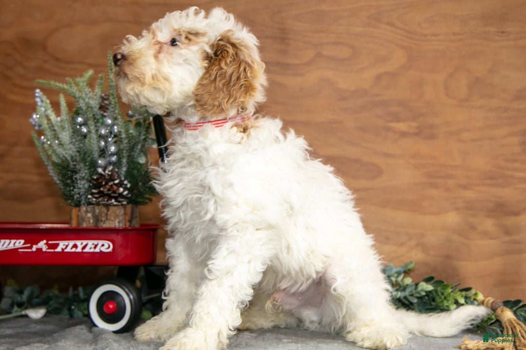 Mini Goldendoodle dogs for sale: Hudson - Ad 3