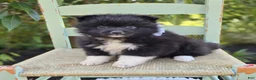 Pomeranian dogs for sale: Nicole - Ad 1