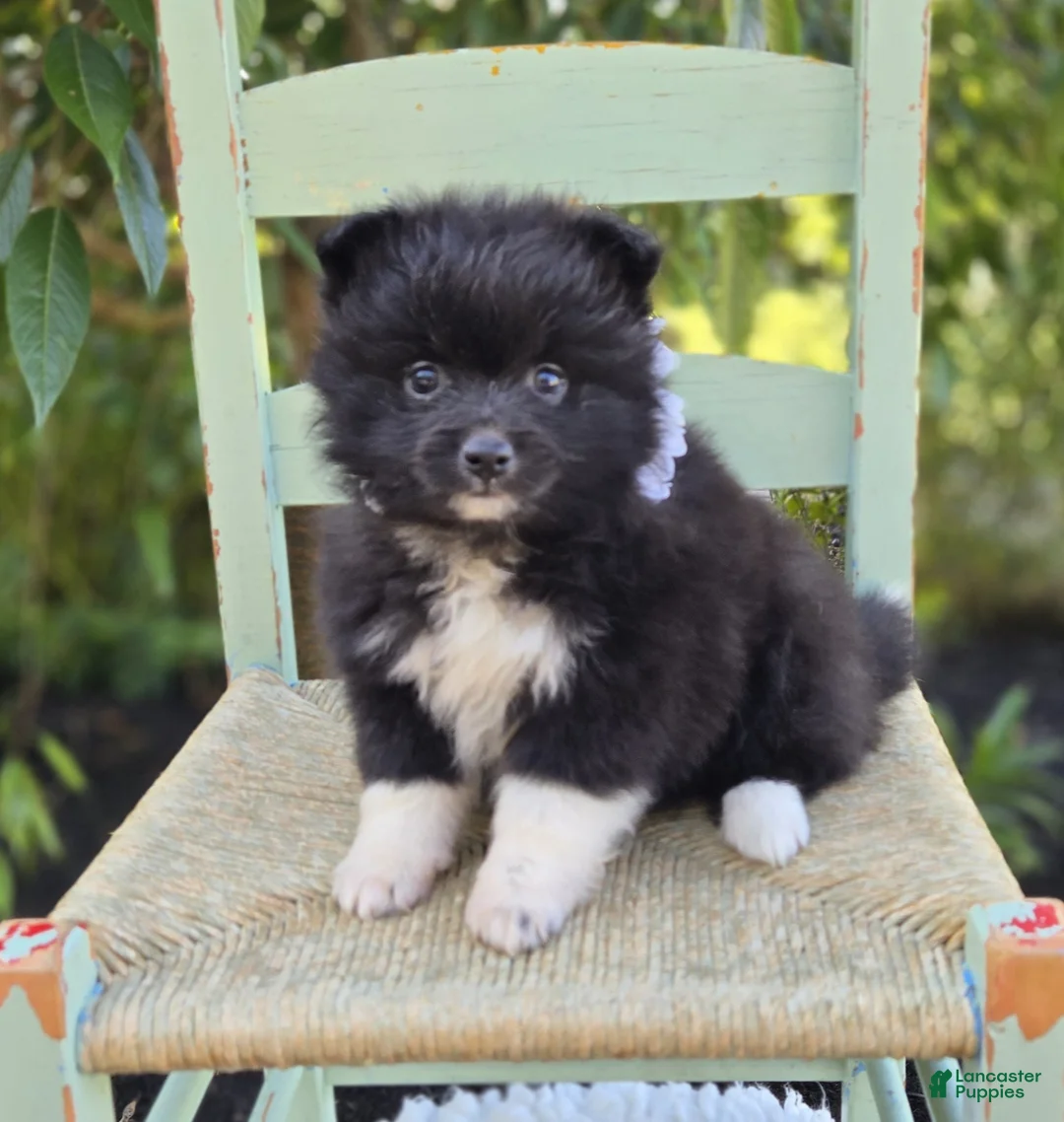 Pomeranian dogs for sale: Nicole - Ad 1