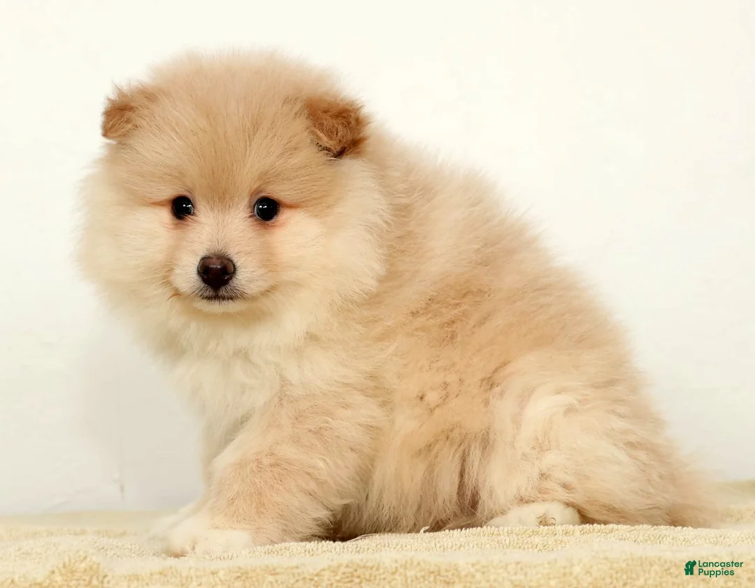 Pomeranian dogs for sale: Bentley - Ad 5