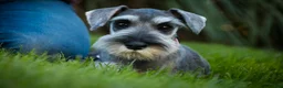 Miniature Schnauzer dogs for sale: Qeleigh Miniature Schnauzer (crate and leash Trained) - Ad 4