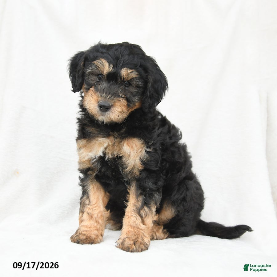 Mini Bernedoodle dogs Miles - Ad 1