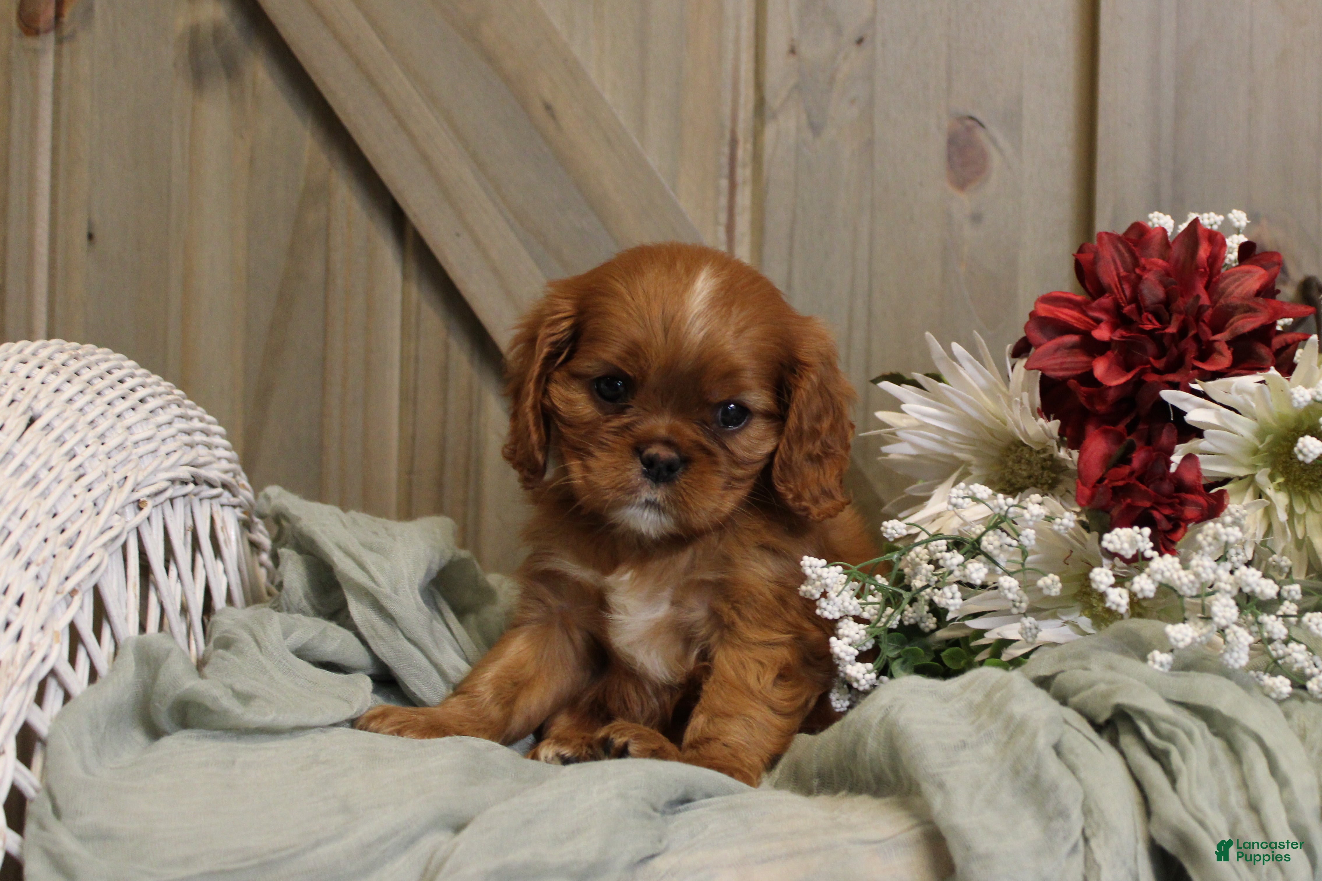 Cavalier King Charles Spaniel dogs for sale: Willow - Ad 4