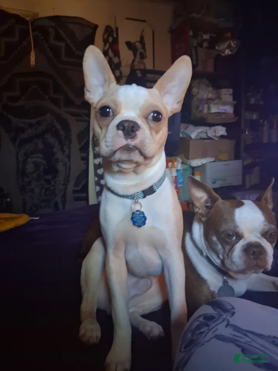 Gallery Image {{count}}