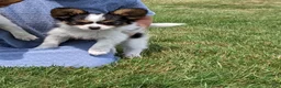 Papillon dogs for sale: Papillon 2 - Ad 2