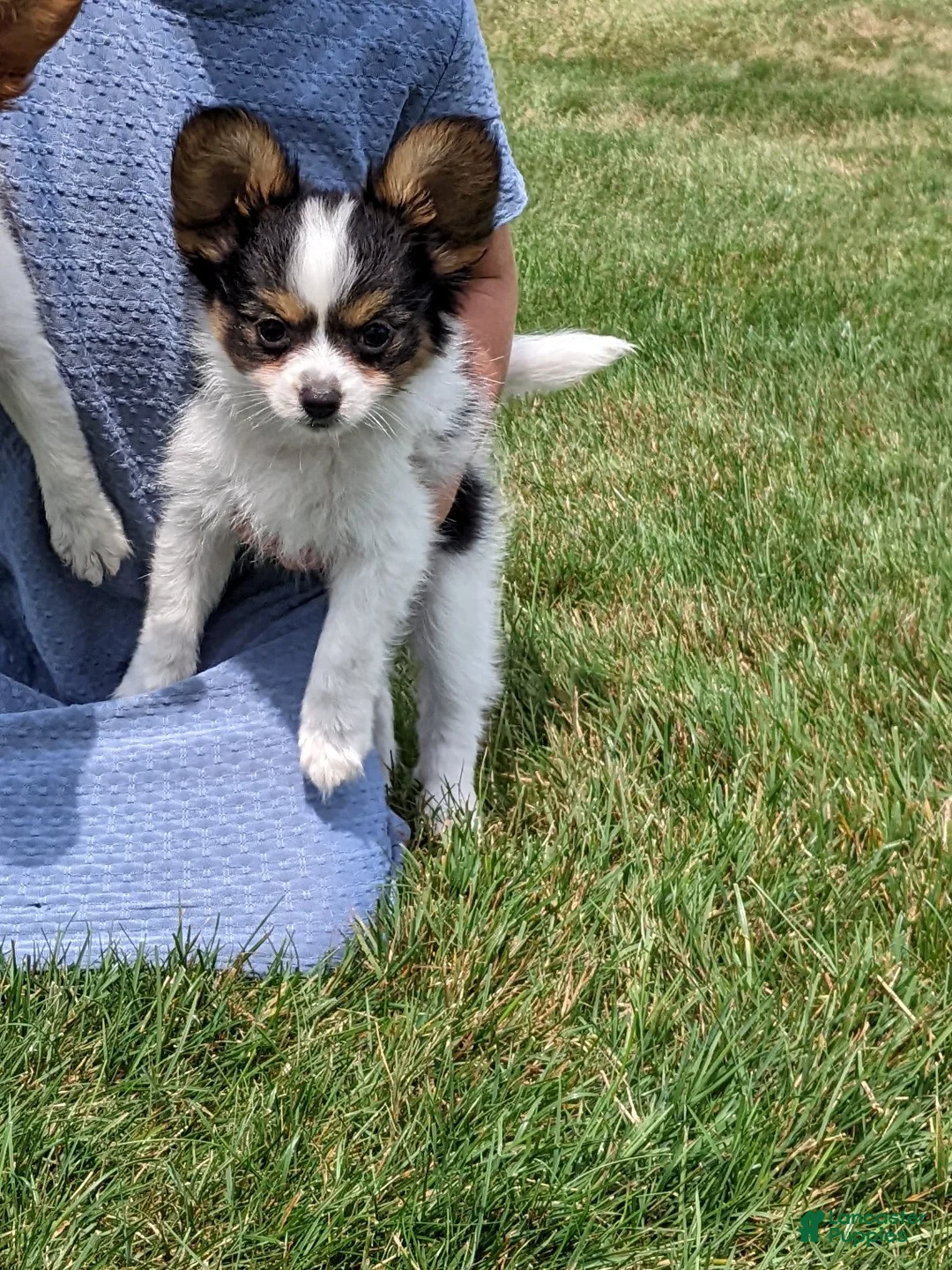 Papillon dogs for sale: Papillon 2 - Ad 2