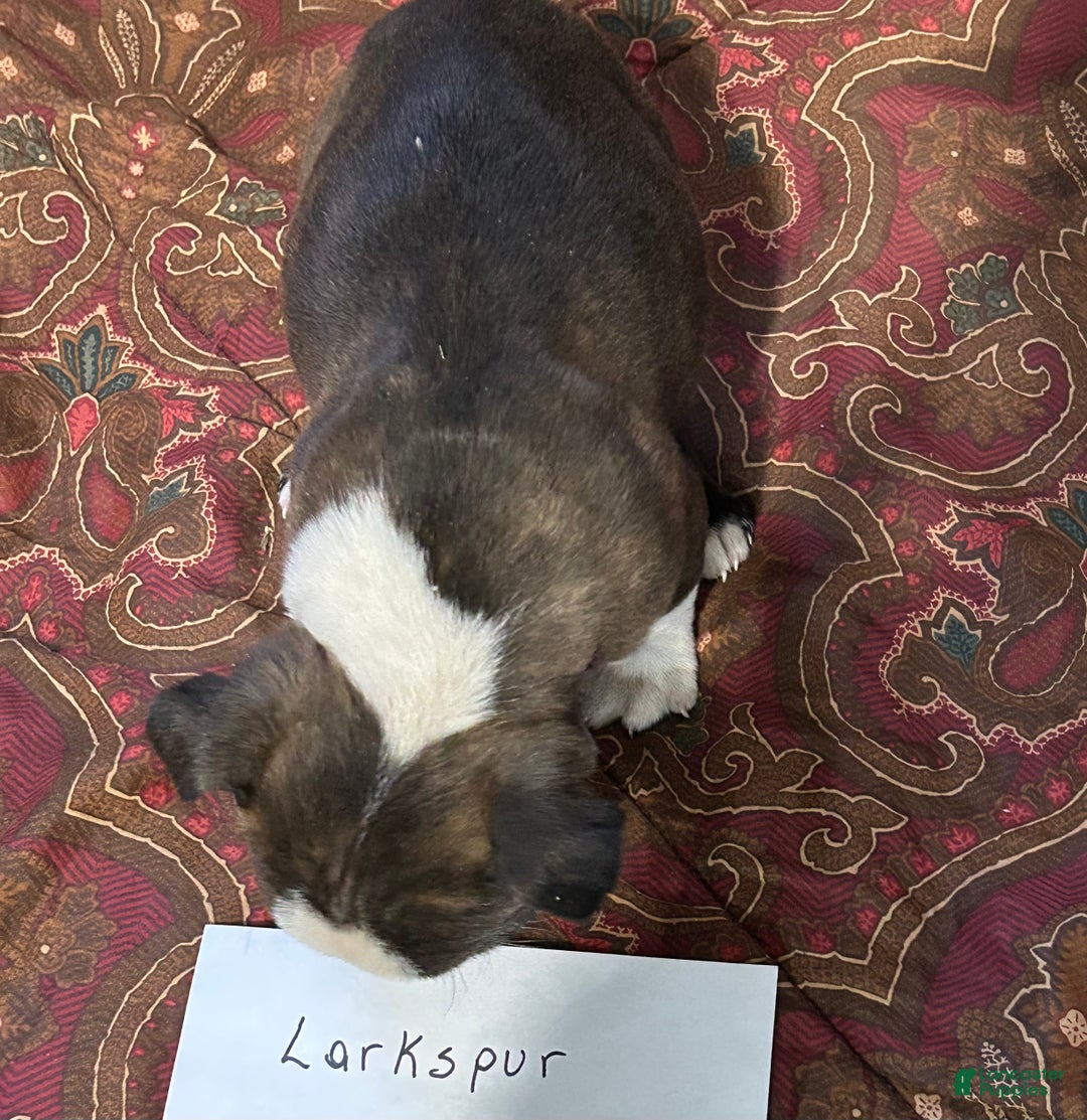 Boston Terrier dogs for sale: Boston Terrier Puppy 1 - Ad 1