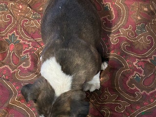 Boston Terrier dogs Boston Terrier Puppy 1 - Ad 6