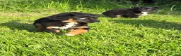 Mixed Breed dogs for sale: Aussalier Penny - Ad 2