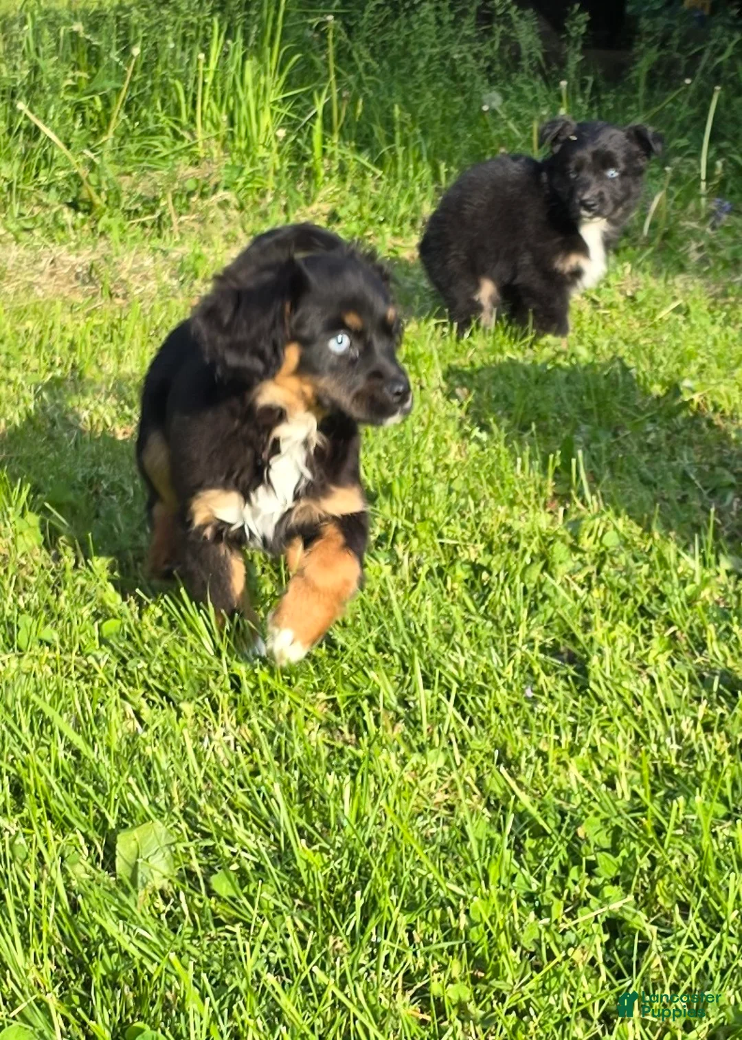 Mixed Breed dogs for sale: Aussalier Penny - Ad 2