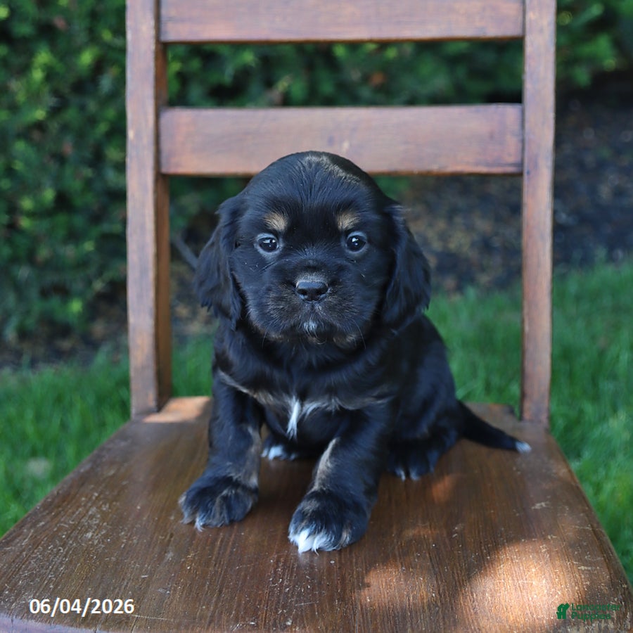 Cockalier dogs for sale: Ruby - Ad 3