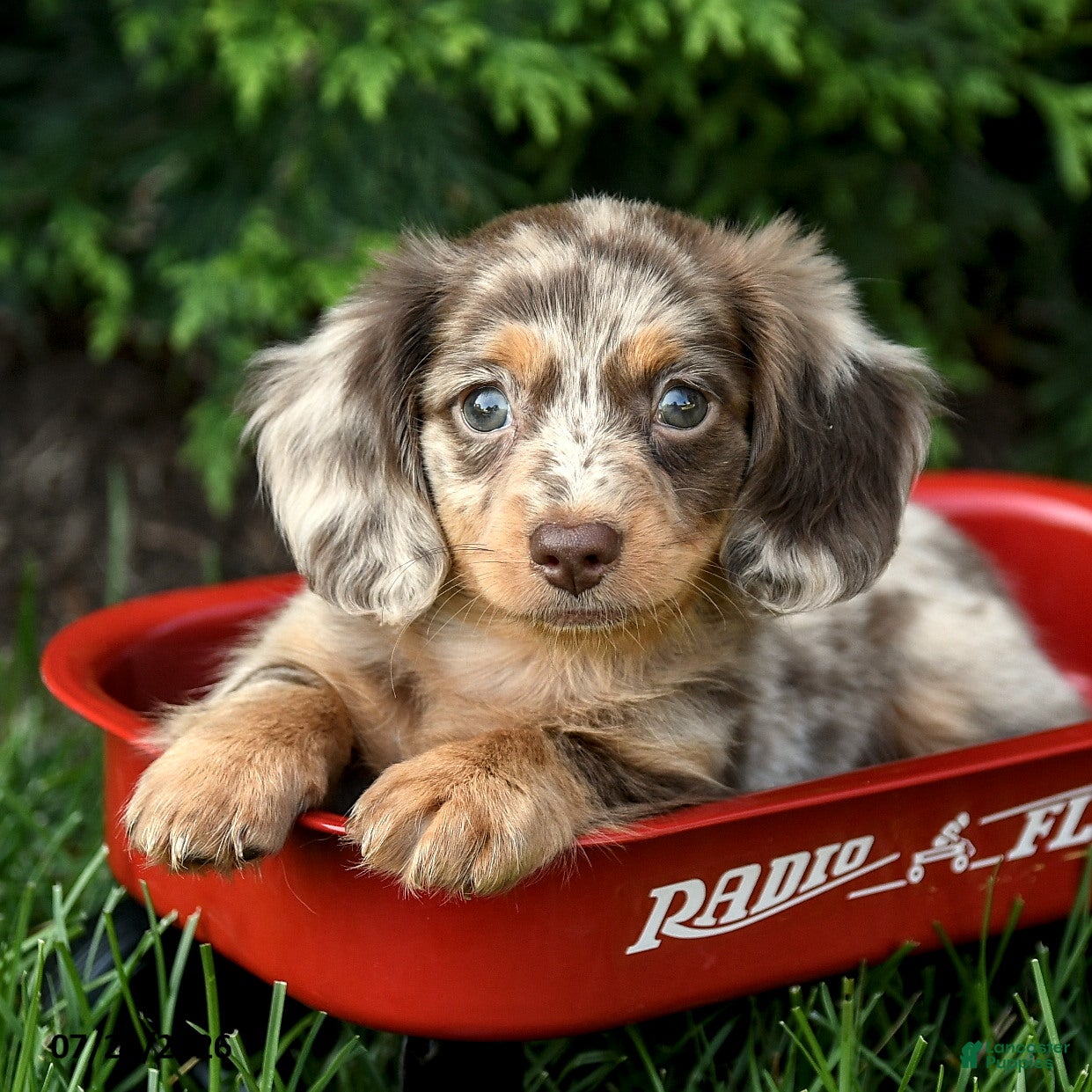 Miniature Dachshund dogs Icon - Ad 1