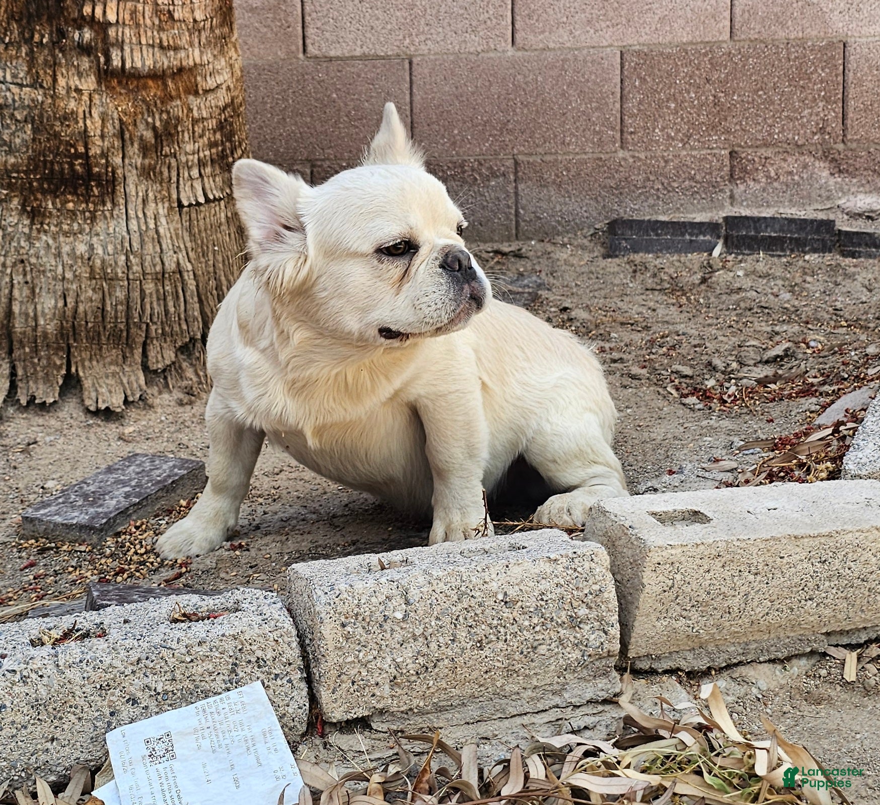 French Bulldog dogs French Bulldog Puppy 1 - Ad 21