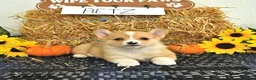 Welsh Corgi Pembroke dogs for sale: Betz - Ad 4