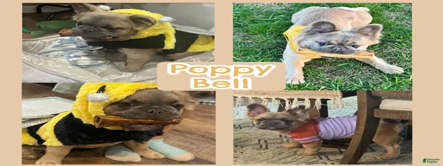 Poppy Bell II