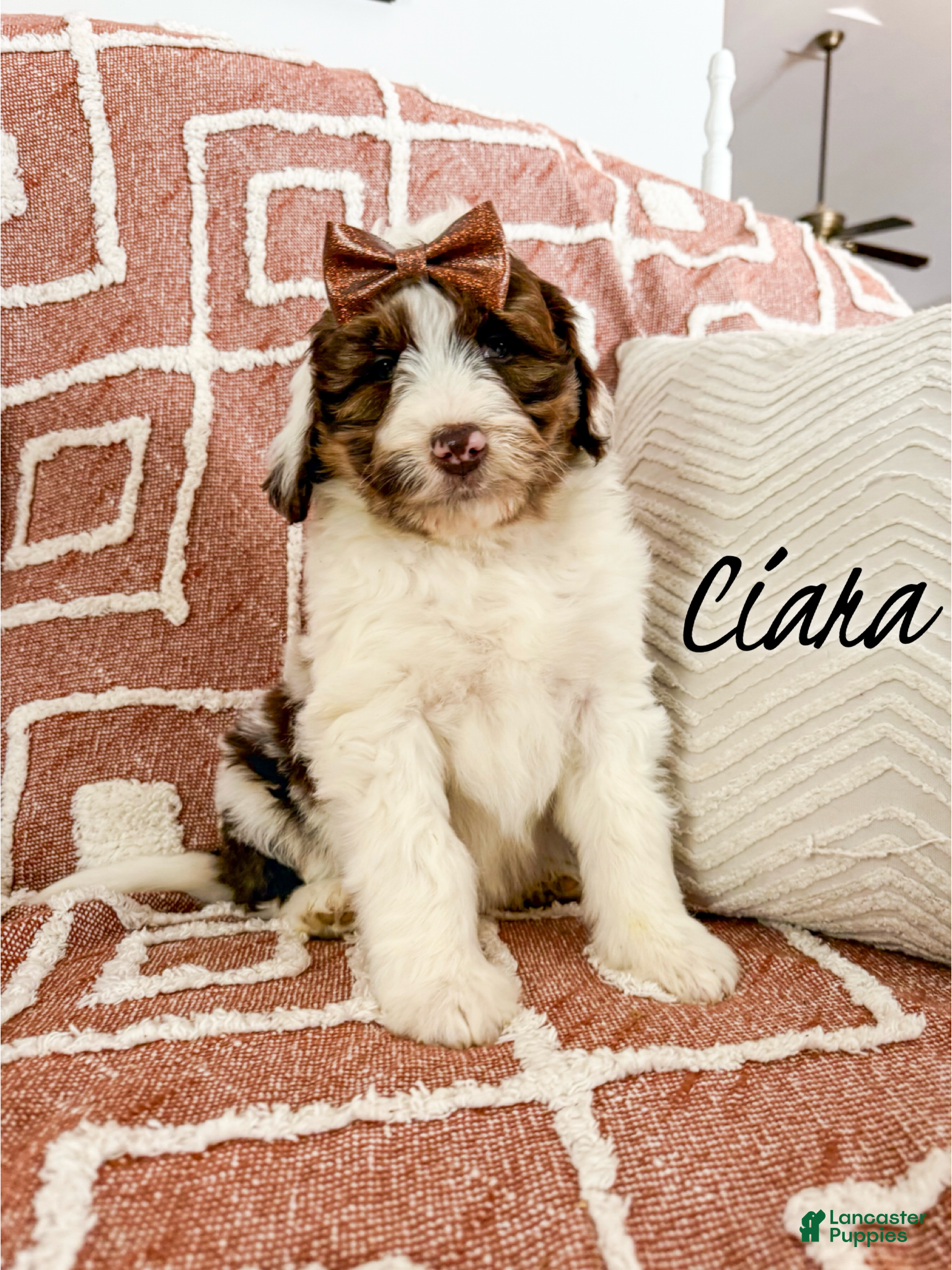 Aussiedoodle dogs Ciara - Standard F1 - Ad 26