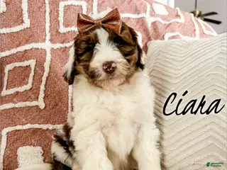 Aussiedoodle dogs Ciara - Standard F1 - Ad 26