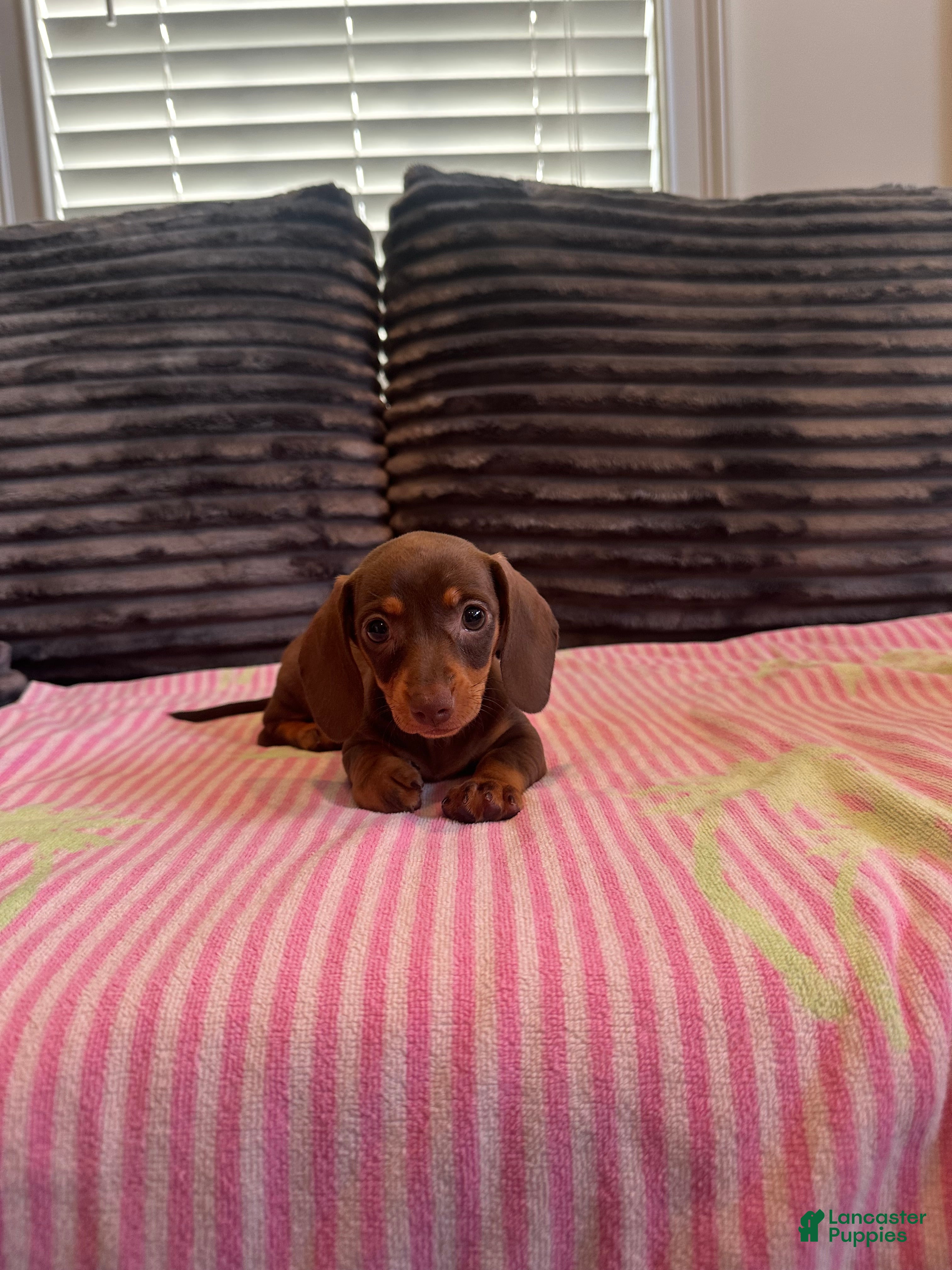 Dachshund dogs Lola - Ad 13