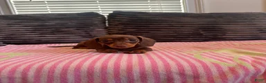 Lola