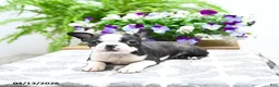 Boston Terrier dogs for sale: Kevin - Ad 3